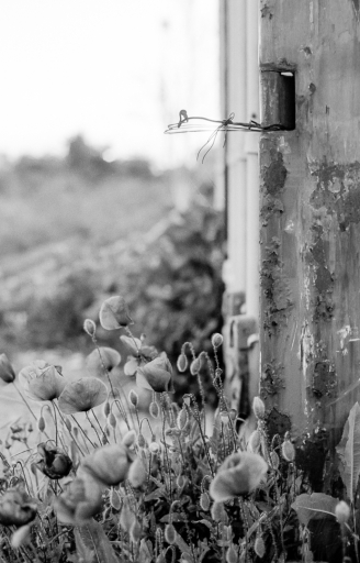 Poppies and rust