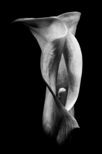 calla