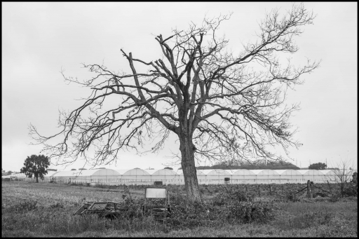 l'albero della strega