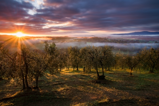 Alba fra gli Olivi nel Chianti