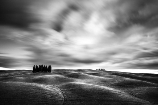 Cypresses in the Waves