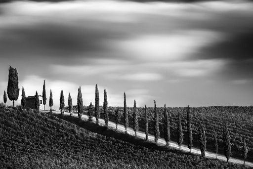 Cypresses 5