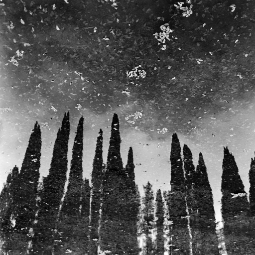 Cypresses 3