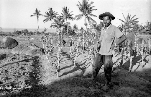 Farmer (Labuhan Pandan)