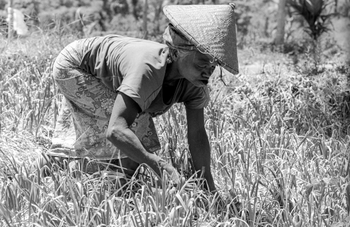 Rice farmer lady (Teres Genit)