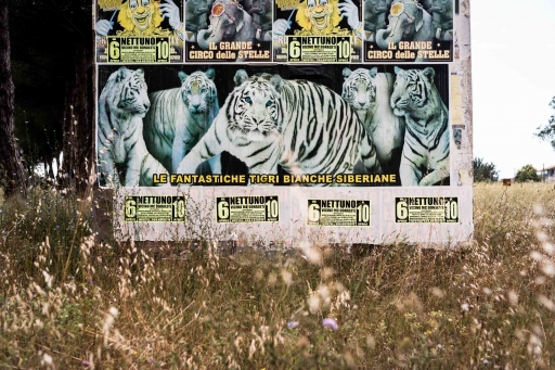 tigri siberiane (2)