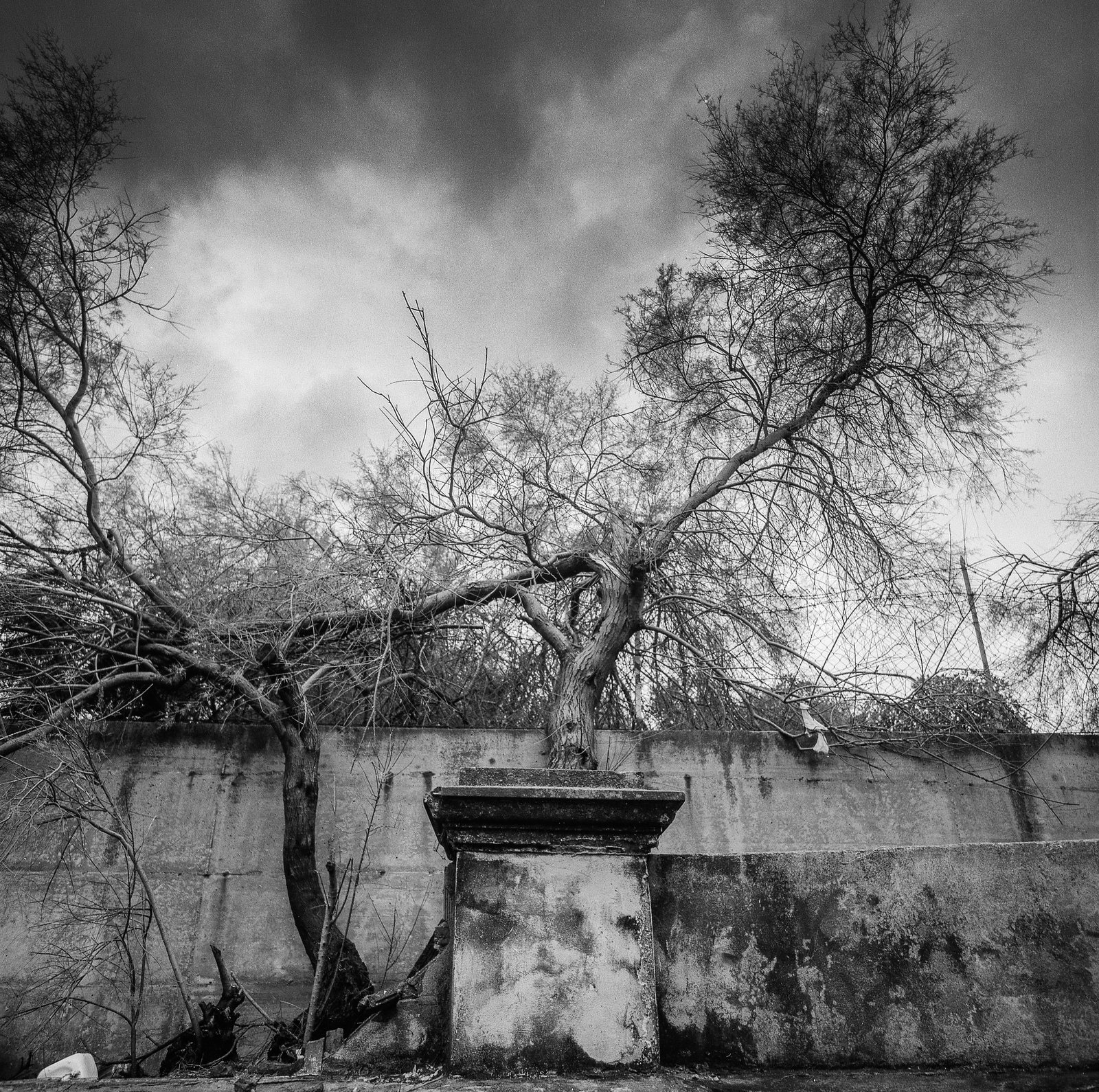 tree