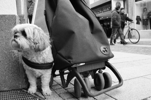HundLienz-TX1000