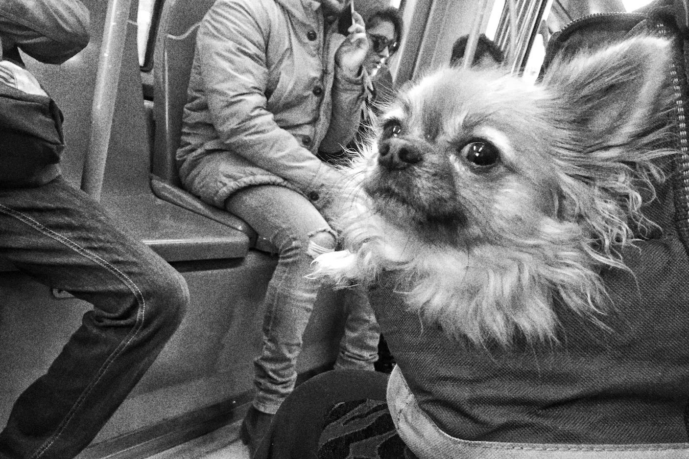 Dog14
