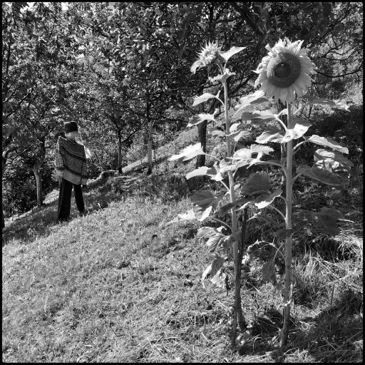 Girasoli.
