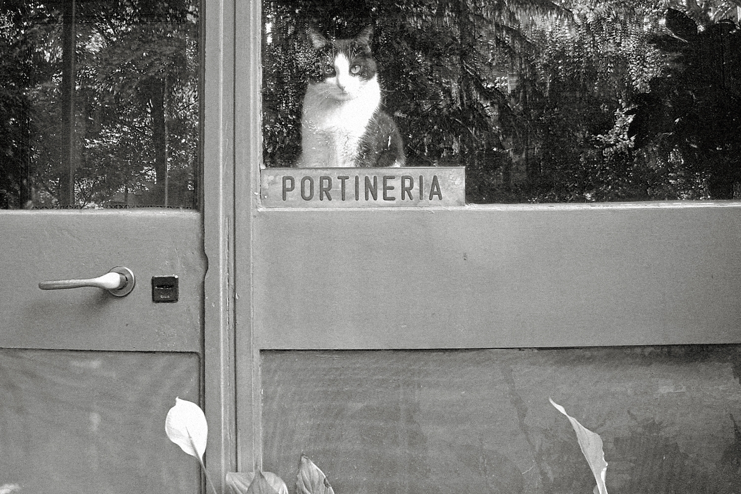 GattoPort2004CropCEP-NS4.