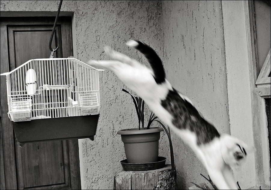 where's the bird now